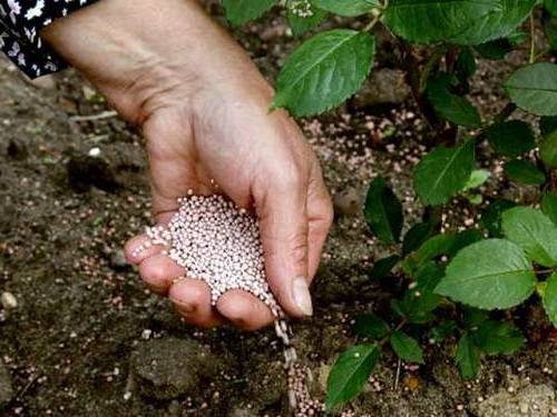 Japanese spirea