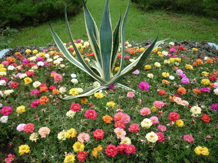 maliliit na bulaklak para sa mga kama ng bulaklak