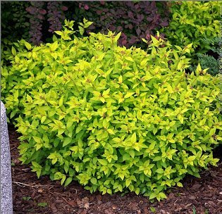 Japanese spirea