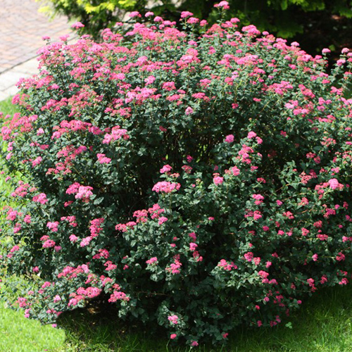 Japanese spirea