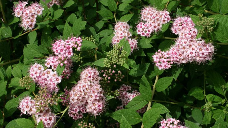 Japanese spirea