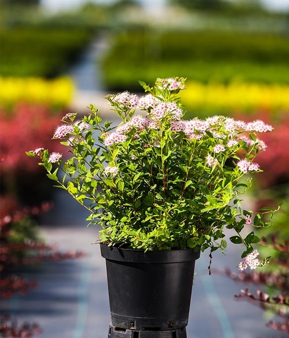 Japanese spirea