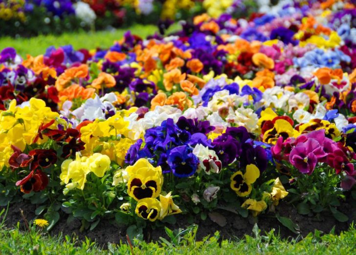 maliliit na bulaklak para sa mga kama ng bulaklak