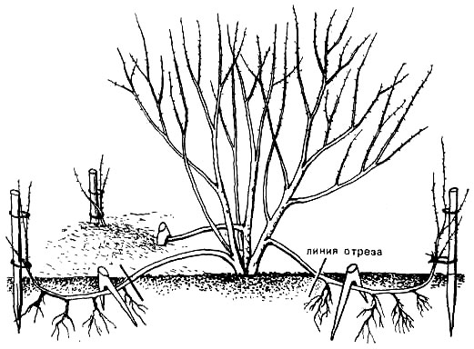 Japanese spirea