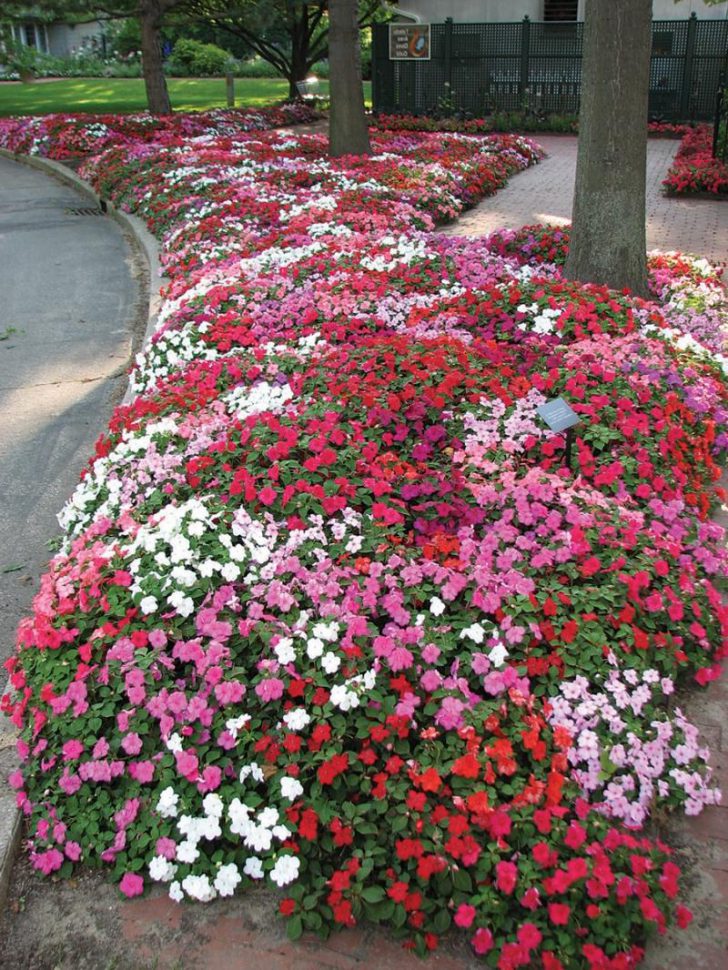 maliliit na bulaklak para sa mga kama ng bulaklak