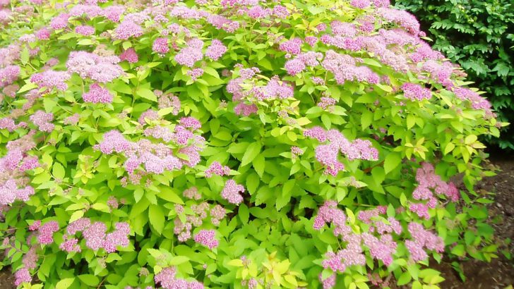 Japanese spirea