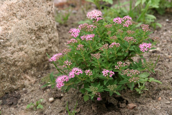 Japanese spirea