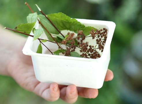 Japanese spirea