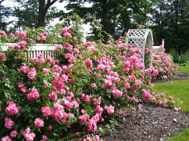 jardin fleuri à la campagne