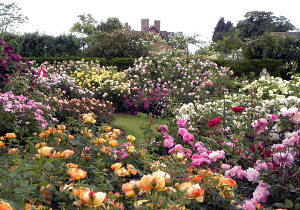 jardin fleuri à la campagne