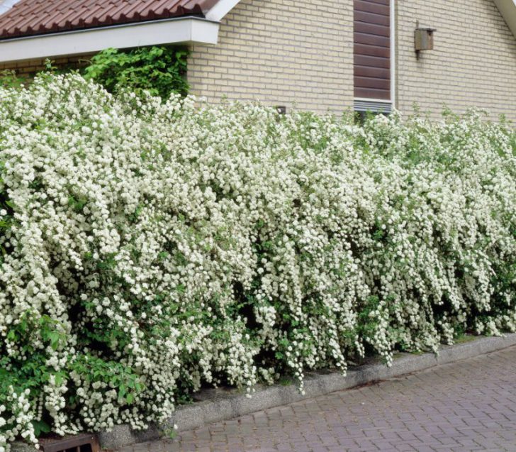 Japanese spirea