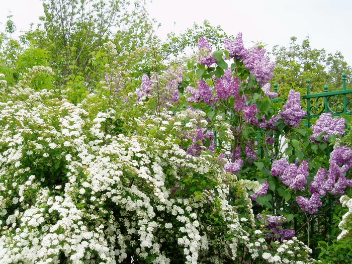 Japanese spirea