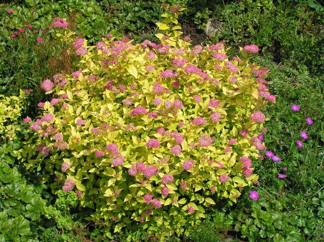 Japanese spirea