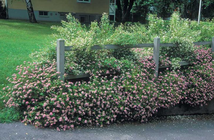 Japanese spirea