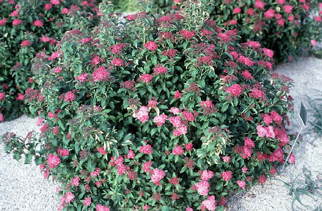 Japanese spirea