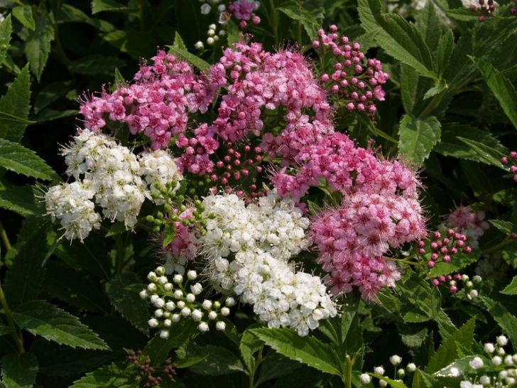 Japanese spirea