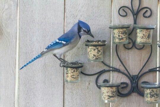 mangeoires pour oiseaux