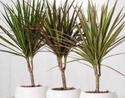 Dracaena: pangangalaga sa bahay