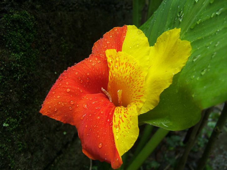 Pagtatanim at pangangalaga ng bulaklak ng Canna