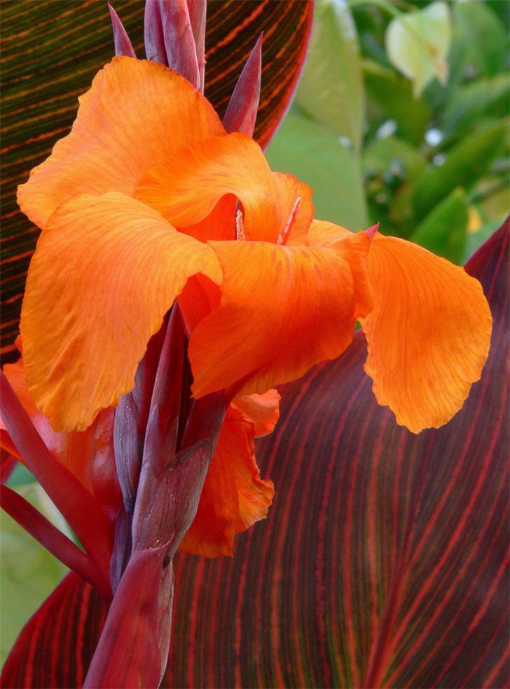 Pagtatanim at pangangalaga ng bulaklak ng Canna