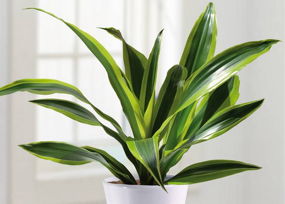 dracaena