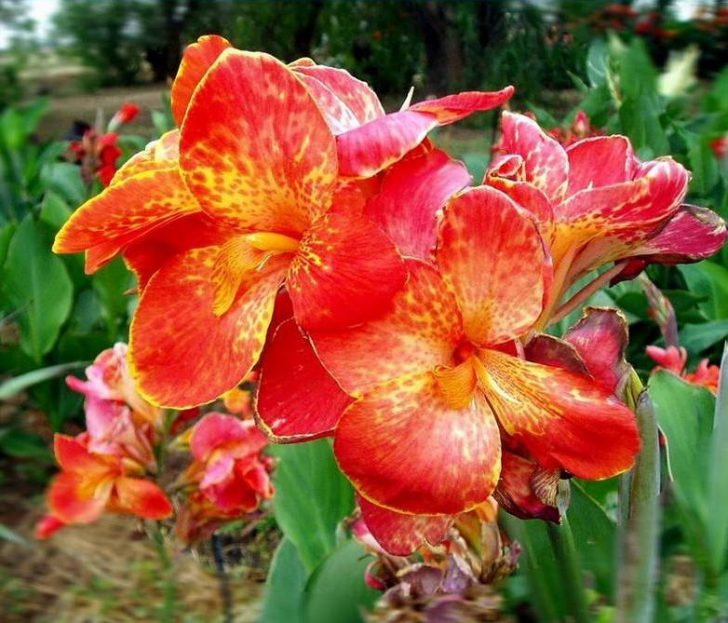 Pagtatanim at pangangalaga ng bulaklak ng Canna