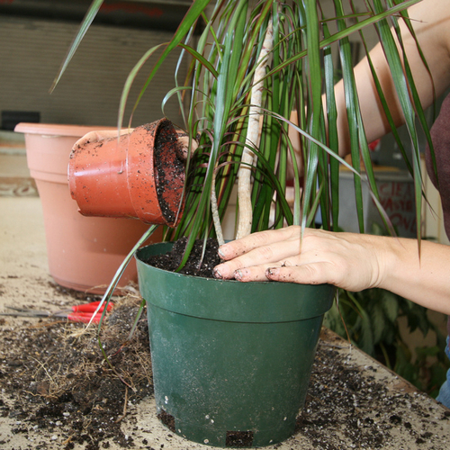 dracaena