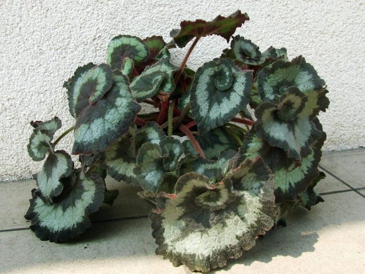 begonia