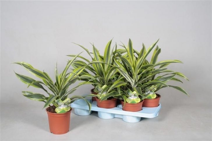 dracaena