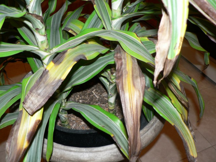 dracaena