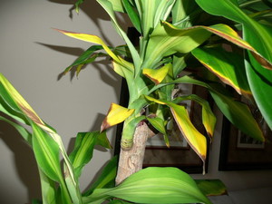 dracaena