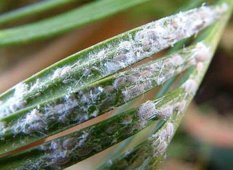 dracaena