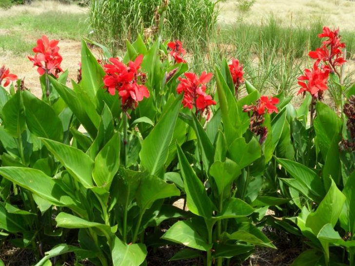 Pagtatanim at pangangalaga ng bulaklak ng Canna