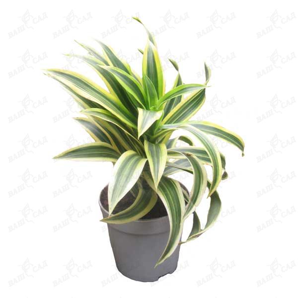 dracaena