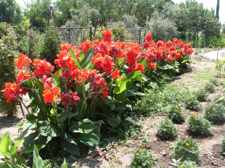 Pagtatanim at pangangalaga ng bulaklak ng Canna