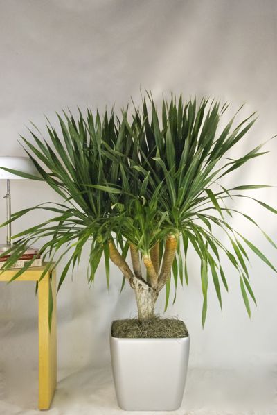 dracaena