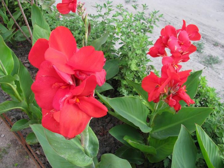 Pagtatanim at pangangalaga ng bulaklak ng Canna