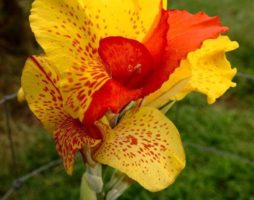 Canna flower: pagtatanim at pangangalaga