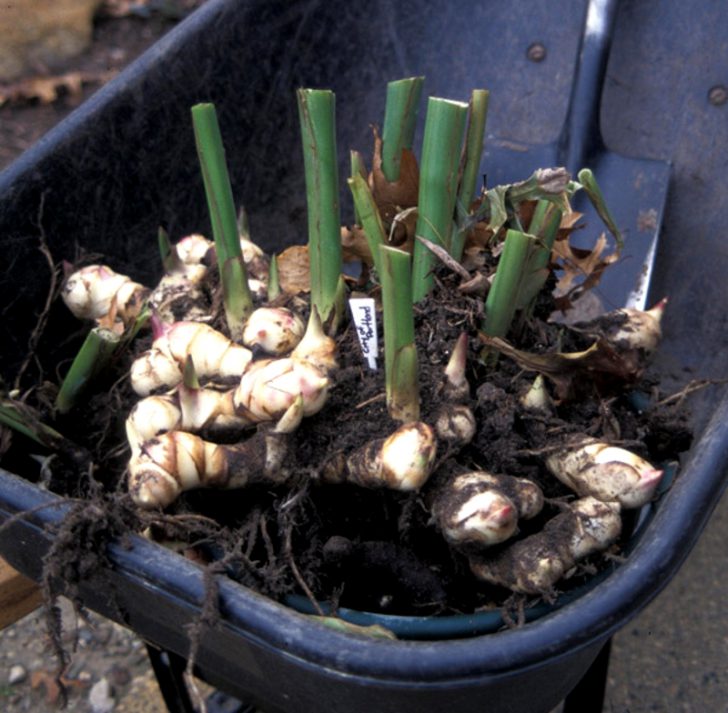 Pagtatanim at pangangalaga ng bulaklak ng Canna