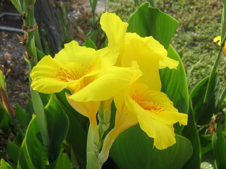 Pagtatanim at pangangalaga ng bulaklak ng Canna