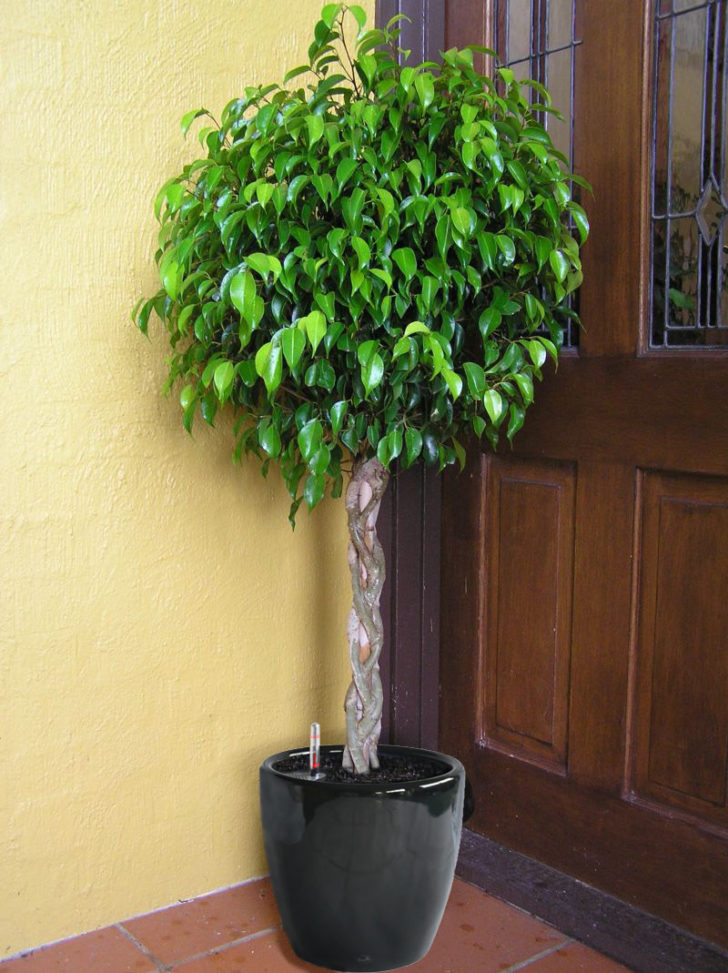 ficus benjamina