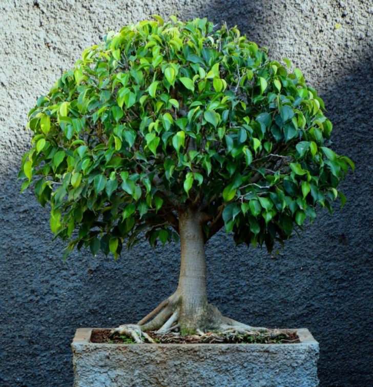 ficus benjamina