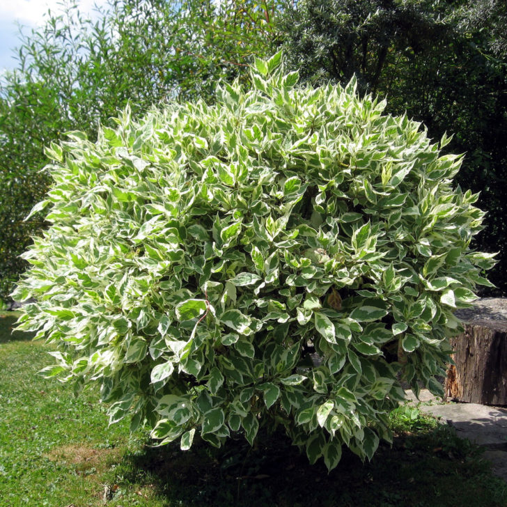 ficus benjamina