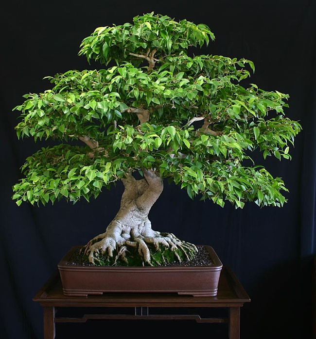 ficus benjamina