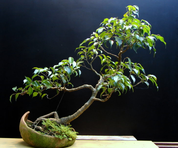 ficus benjamina