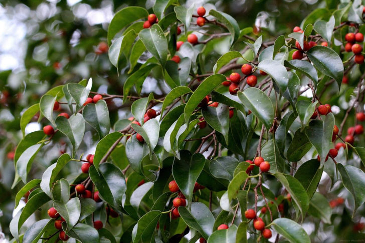 ficus benjamina