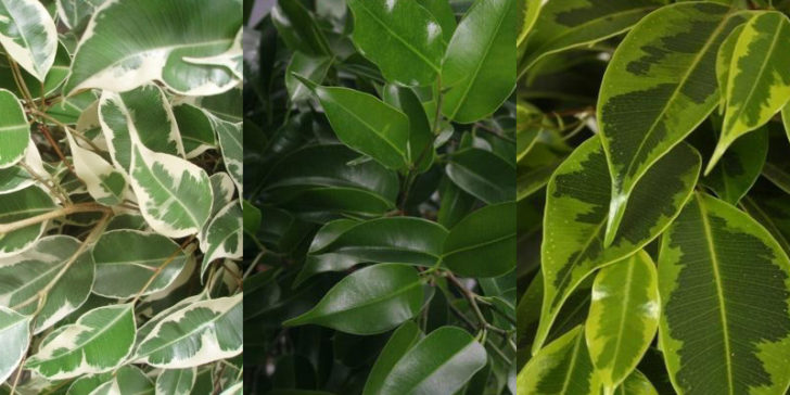 ficus benjamina