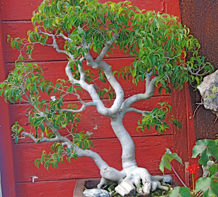 ficus benjamina