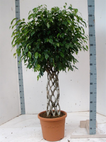 ficus benjamina