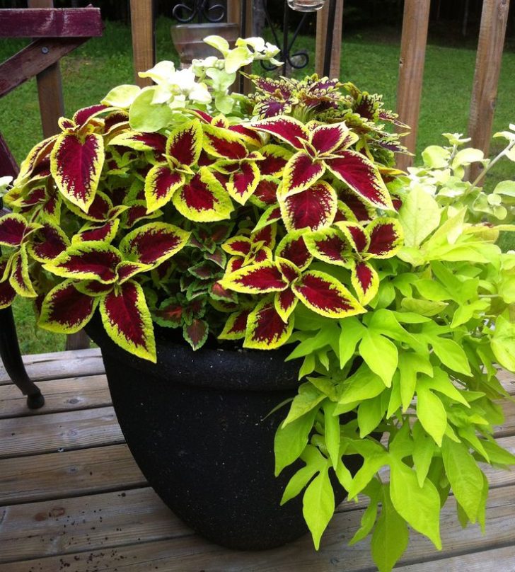 coleus